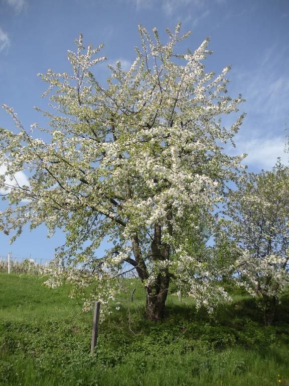 Haus Margit Apartman Kössen Kültér fotó